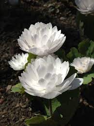 Double Bloodroot Freesia Flowers Flower Photos Blossom Flower