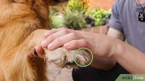 We did not find results for: How To Wash A Dog With Pictures Wikihow