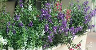 Image result for Angelonia