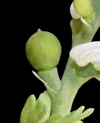 Image result for Fumaria abyssinica
