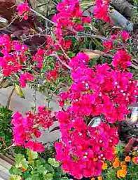 Films en vf ou vostfr et bien sûr en hd. Bougainvillea How To Grow And Care Bougainvillea In Pots