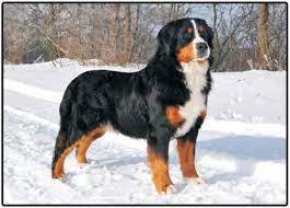 Our other dog, marley has really calmed down a lot. Bernese Mountain Dog Puppies And Dogs For Sale Jelena Dogshows