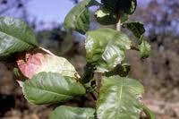 Image result for Excoecaria bussei