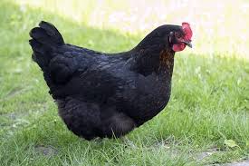 Jun 15, 2021 · baca juga: Tafsir Mimpi Dikejar Ayam Tak Melulu Dianggap Pertanda Buruk Lo Semua Halaman Suar