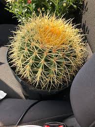 Most golden barrel cacti won't flower if kept indoors. Picked Up This Huge Golden Barrel Cactus For 3 78 At Home Depot He Was Supposed To Be 23 78 Twas A Misprint But They Honored It Succulents