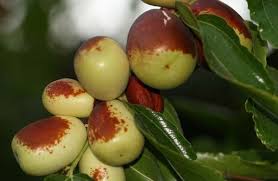 The Jujube Is A Small Deciduous Tree Growing To 40 Feet Tall The Naturally Drooping Tree Is Graceful Ornamental And Often Thorny With Branches Growin Fruchte