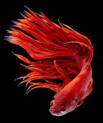 May also be called paradise bettas. 33 Types Of Betta Fish Described In Detail Tail Types Patterns Colors