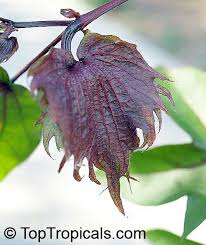 Image result for Gossypium barbadense