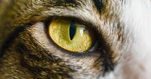 When it shows itself abnormally, this is your warning to get your kitty to the vet's office for an examination, because injury or illness could cause it to protrude. Eye Problems In Cats Pdsa