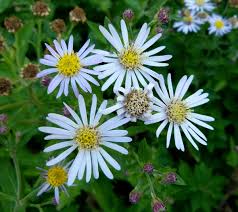 Image result for Aster chimanimaniensis