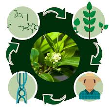 Leaves and flowers paz tea. Molecules Free Full Text Erythroxylum In Focus An Interdisciplinary Review Of An Overlooked Genus Html