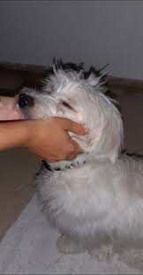 What are good pet sitters or pet hotels in Gravenhurst or Bracebridge for a  dog?