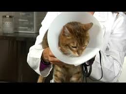 If you notice that your cat refuses to eat, you need to talk to your vet; Feline Neutering Post Surgery Instructions Cat Health Care Behavior Youtube