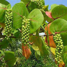 Image result for Coccoloba