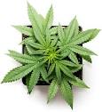 Medical Marijuana Dispensaries in Sun City Center FL 33573