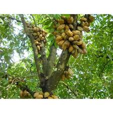 Aku memang gak bisa menahan diri, jika melihat buah dada yang membusung seperti itu. Pokok Buah Katak Puru Nam Nam Shopee Malaysia