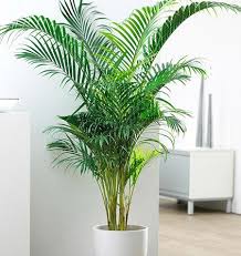 Below are the current real estate listings available at grand palm. Chrysalidocarpus Lutescens Or Areca Palm Buy Online Green Souq Uae
