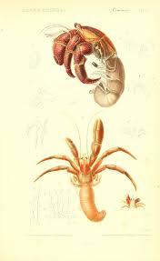 V 9 Atlas Crustaces Le Regne Animal Distribue D Apres Son Organisation 17 Volume French Natural History W Intro By Geo Regne Animal Animaux Crabe Dessin