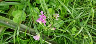 Image result for Oxalis debilis
