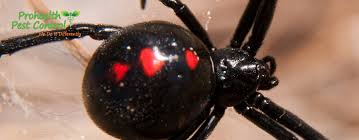 Black widow spiders are nocturnal, so they come out to their webs at night and wait for prey. What To Do If You Have A Black Widow Infestation Spider Control