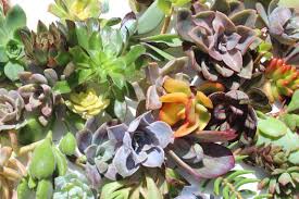 Maybe you would like to learn more about one of these? 150 Succulent Cuttings Bulk Succulent Cuttings Wholesale Etsy