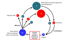 Life cycle of bryophytes diagram. Overview Of Land Plant Relationships Digital Atlas Of Ancient Life