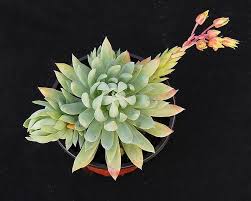 Sedeveria Fanfare Succulents Planting Succulents Plants