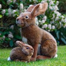 Kleintiere insekten bienen wildkaninchen hasen futter feldhase baby hasen regenwurm vertreiben. Kosener Feldhase Manufactum