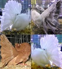 English Carrier Pigeons For Sale || English Carrier Pigeon ( Fancy Pigeon )  || Sold Out || - Youtube