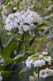 Wedding gown, also going under the name of dancing snow and doppio bianco. Wedding Gown Hydrangeas Double The Flower Power Ministry Of The Fence