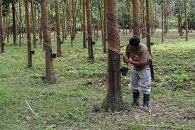 Mulai dari tahun 2019 sampai dengan 2020 sd 2021 berupa angka keluar yang dapat di warnai sesuai selera dan kebutuhan togelers. Insentif Pengeluaran Getah Bagi Mei 2020 Diaktifkan Utusan Borneo Online