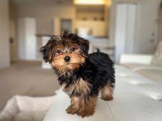 Maybe you would like to learn more about one of these? Northeast Animal Hospital Downtown St Pete Vet Clinic Neahanddtspvet Profile Pinterest