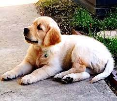 The most recent published articles. Home Hambrick Colorado Golden Retriever Puppies