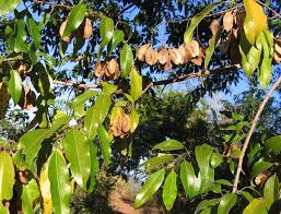 Image result for Schrebera trichoclada