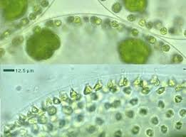 Chlorophyta Volvox Algae Iridescent Biology
