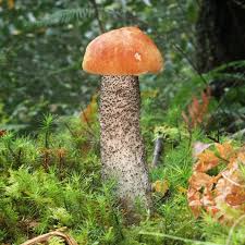 Image result for Sutorius eximius