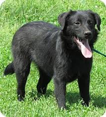 We did not find results for: Black Lab Golden Retriever Mix For Sale Off 64 Www Usushimd Com