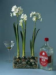 1 Part Spirit To 7 Parts Water Keeps Paperwhite Plants From Growing Obnoxiously Tall Bulb Flowers Indoor Flowers Garden Bulbs
