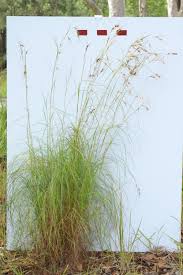 Image result for Themeda triandra