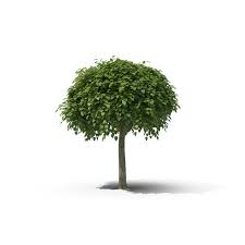Small, broad rounded, dense and uniform cultivar the foliage is a large, heart shaped, is rich green in summer and in autumn turns to a rich, bright yellow. Catalpa Tree Png Images Psds For Download Pixelsquid S10568009d