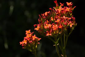 Image result for Kalanchoe crenata
