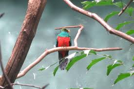 Other articles where crested quetzal is discussed: Golden Headed Quetzal World Of Birds 031215 Zoochat