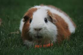 The only way vacation could get any better is if you didn't have to leave your pet behind. 6 Reasons Why Guinea Pigs Are Great Pets Pethelpful