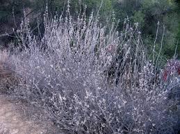 Image result for Salvia stenophylla