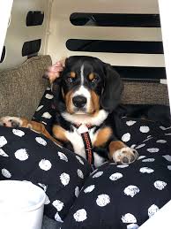 Folgende marken können sie zu günstigen preisen auf petfriends.ch finden: Auto Hundebox Fur Den Rucksitz Ruckbank Mit Isofix Paulibox