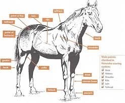 the henneke body condition scoring system habitat for horses