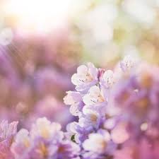 .sulla primavera, le frasi più belle sulla primavera, massime di autori famosi sulla stagione primavera, raccolta di aforismi, frasi celebri e proverbi sulla primavera, fiori, profumi e armonia. Gnlqfelewj8sm