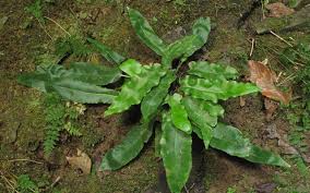 Image result for Asplenium laurentii