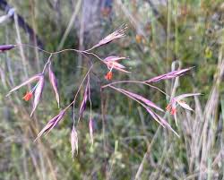 Image result for Rytidosperma davyi