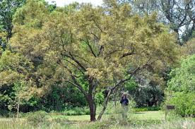 Image result for Searsia lancea